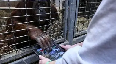 Apps for Apes