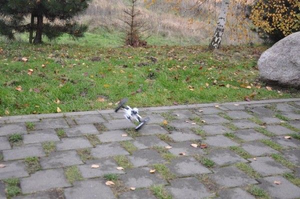 Recenzja Parrot Jumping Sumo w AppleMobile.pl 12