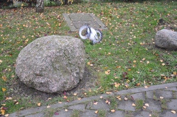 Recenzja Parrot Jumping Sumo w AppleMobile.pl 28