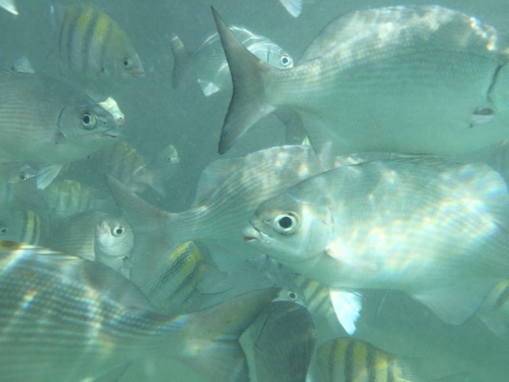 Recenzja Lifeproof Fre Power w AppleMobile.pl w praktyce 36