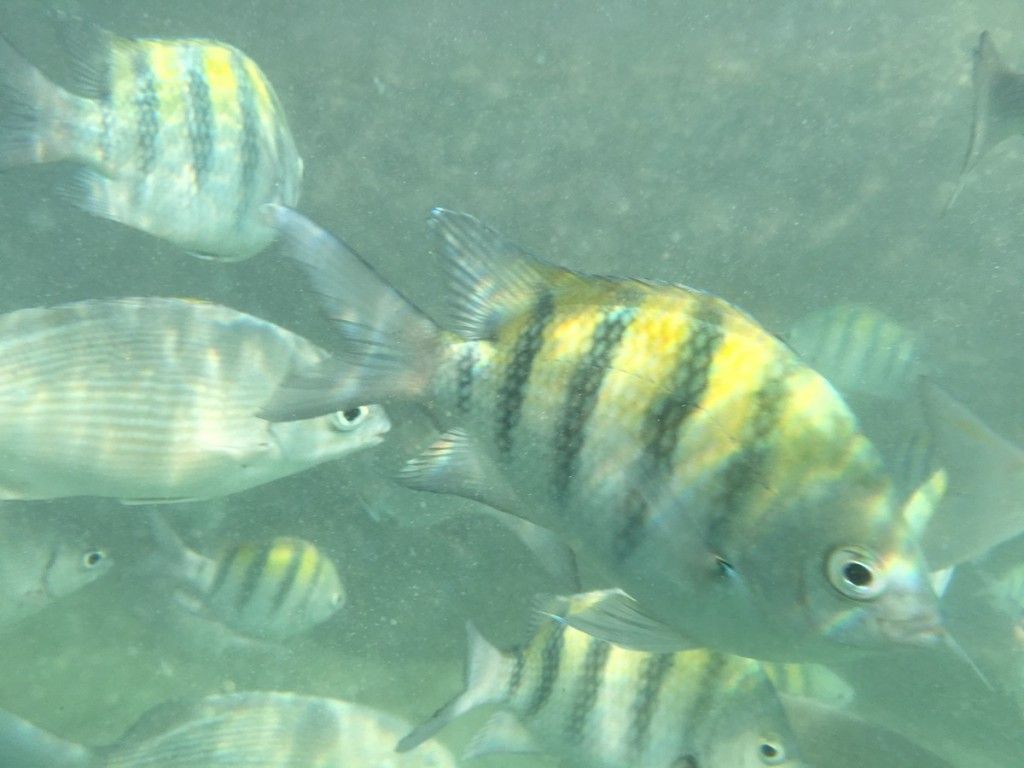 Recenzja Lifeproof Fre Power w AppleMobile.pl w praktyce 38