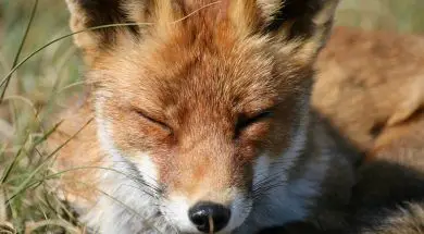 red-fox-4502730_1920