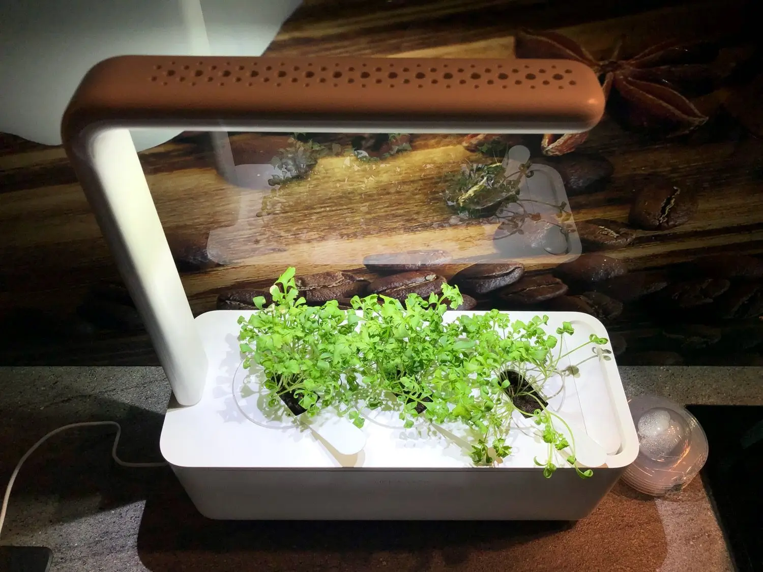 Recenzja Click and Grow Smart Garden