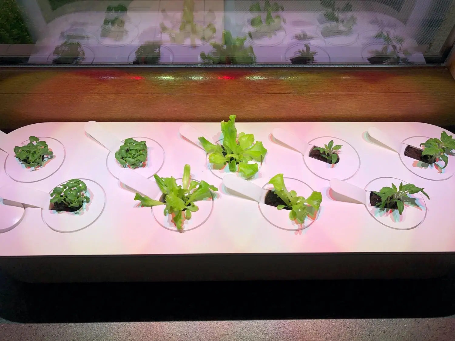 Recenzja Click and Grow Smart Garden