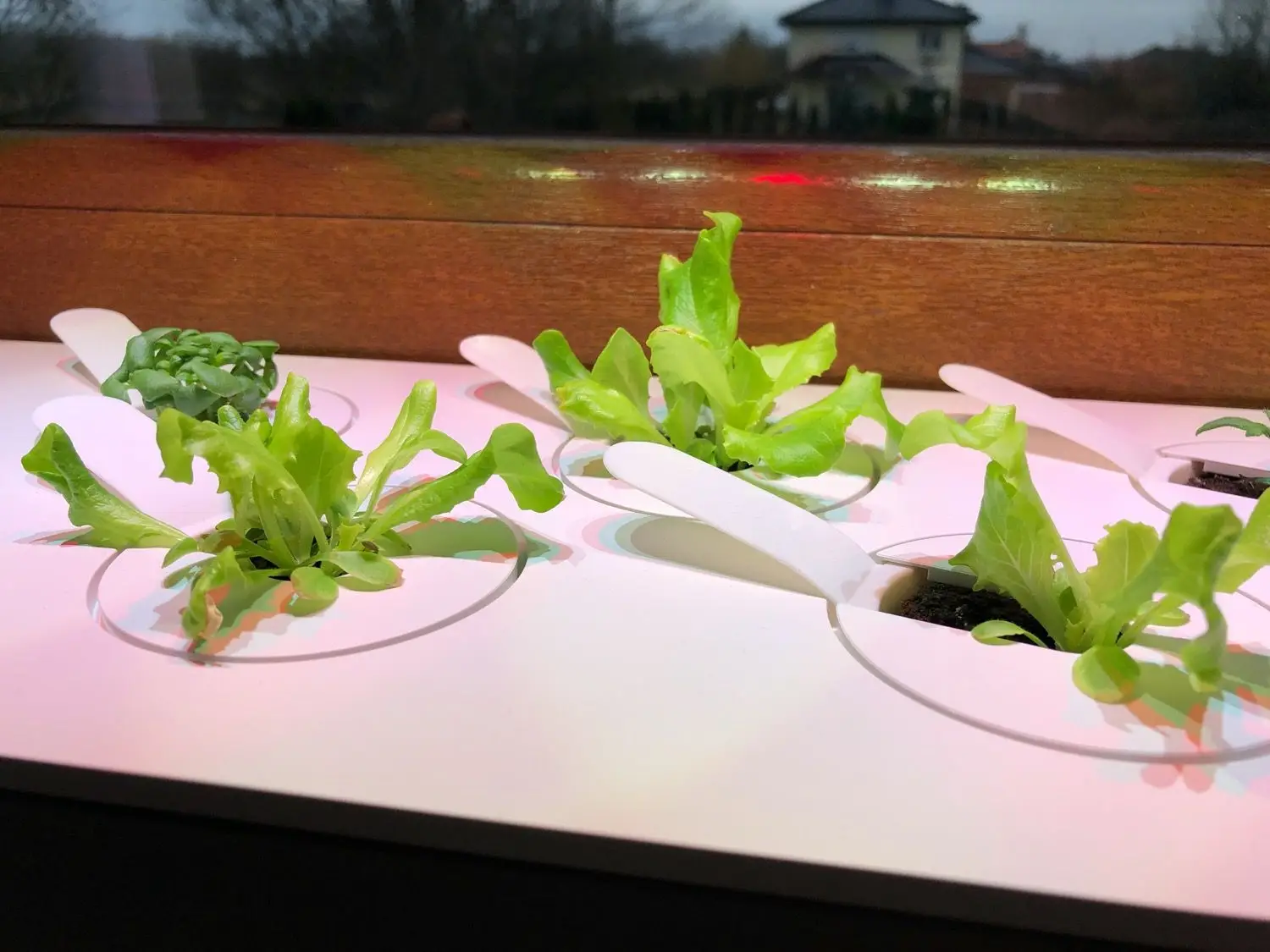 Recenzja Click and Grow Smart Garden