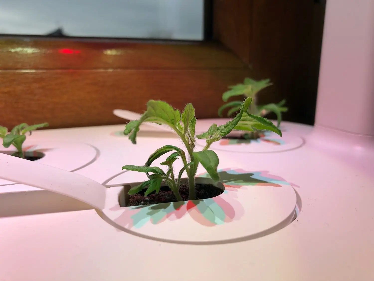 Recenzja Click and Grow Smart Garden