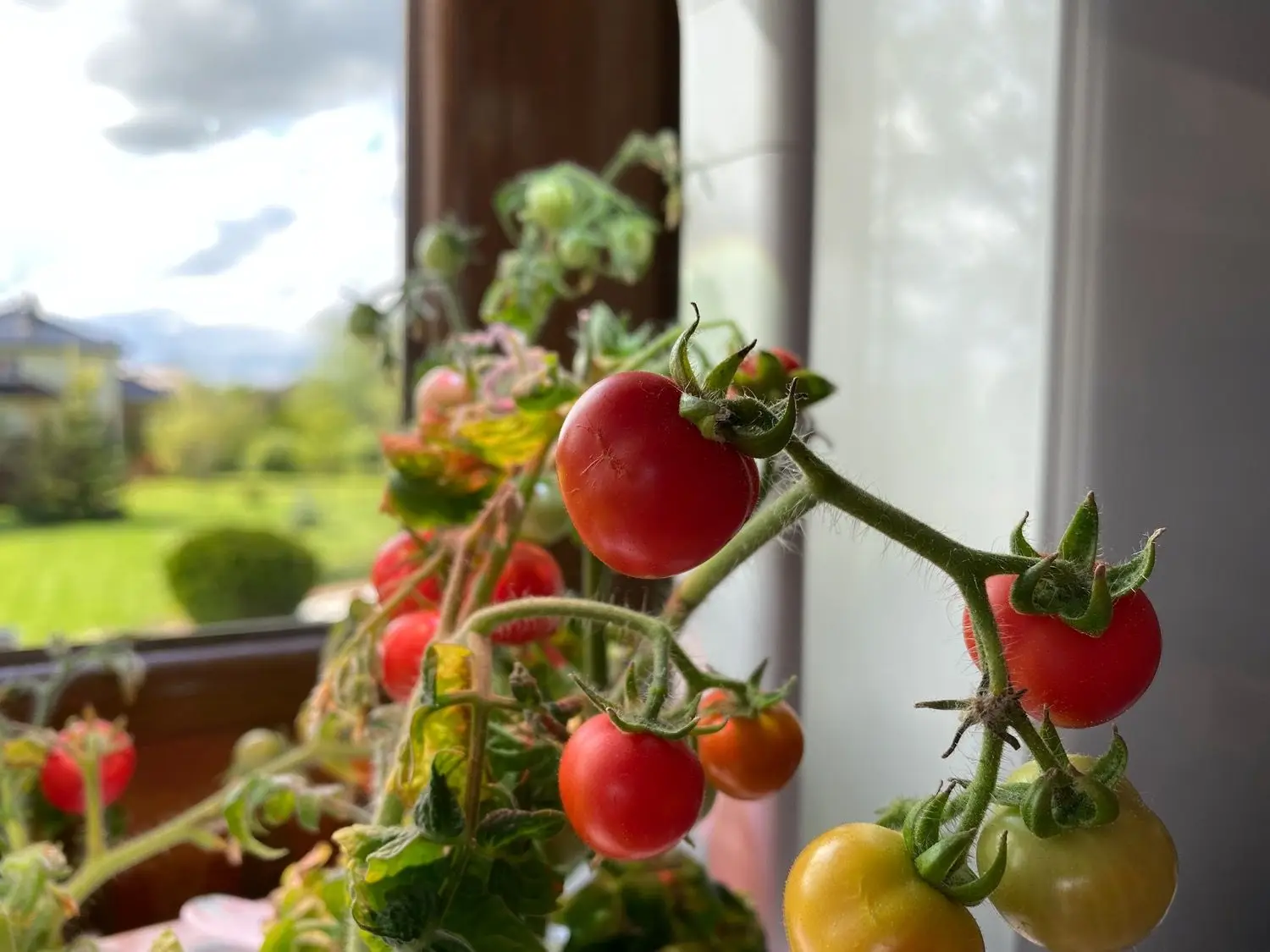 Click and Grow Smart Garden i pomidory