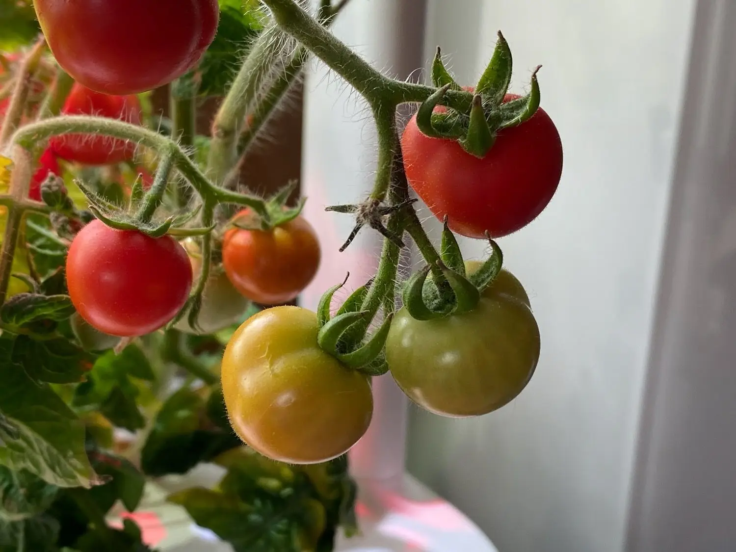 Click and Grow Smart Garden i pomidory