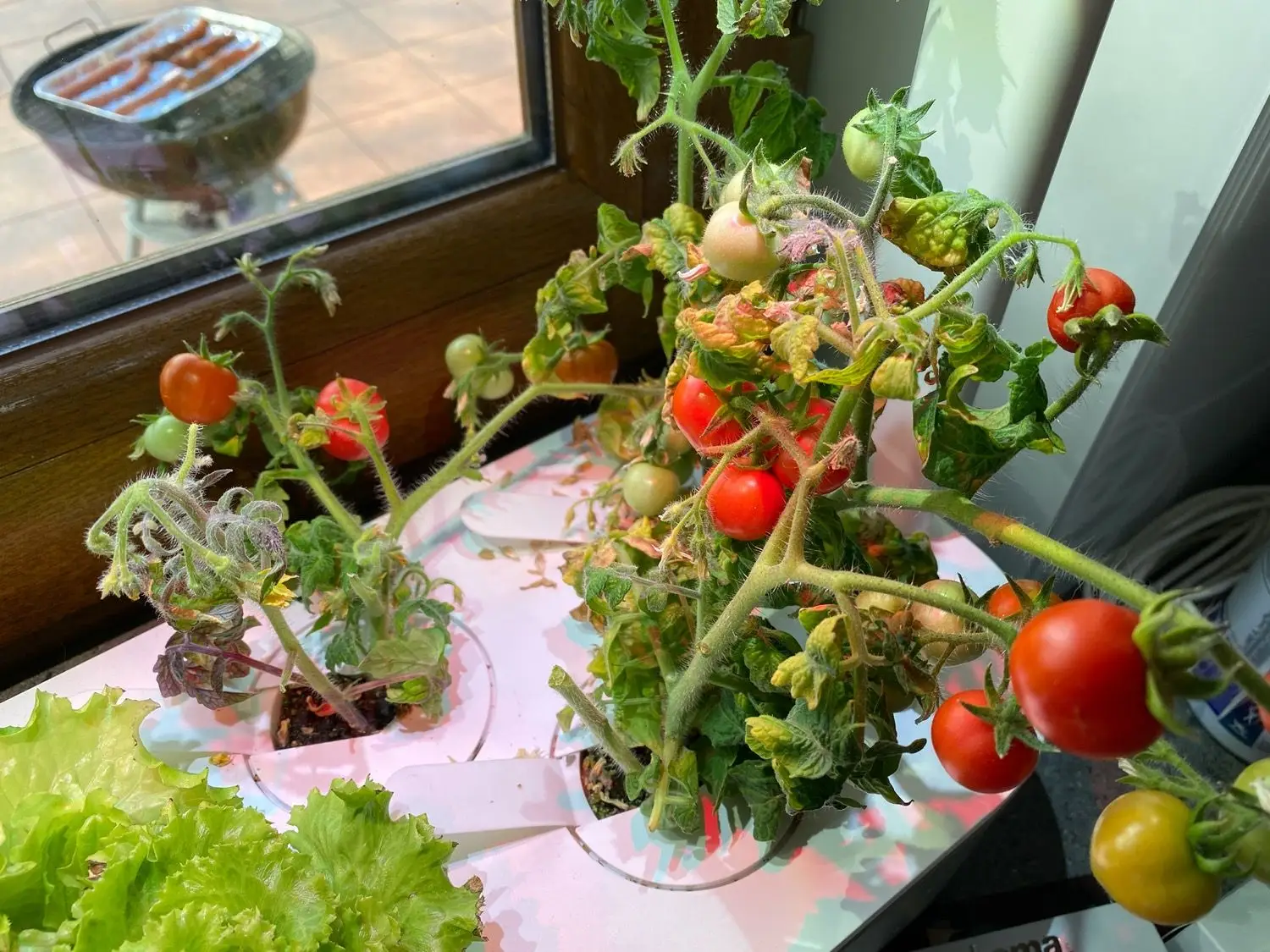 Click and Grow Smart Garden i pomidory