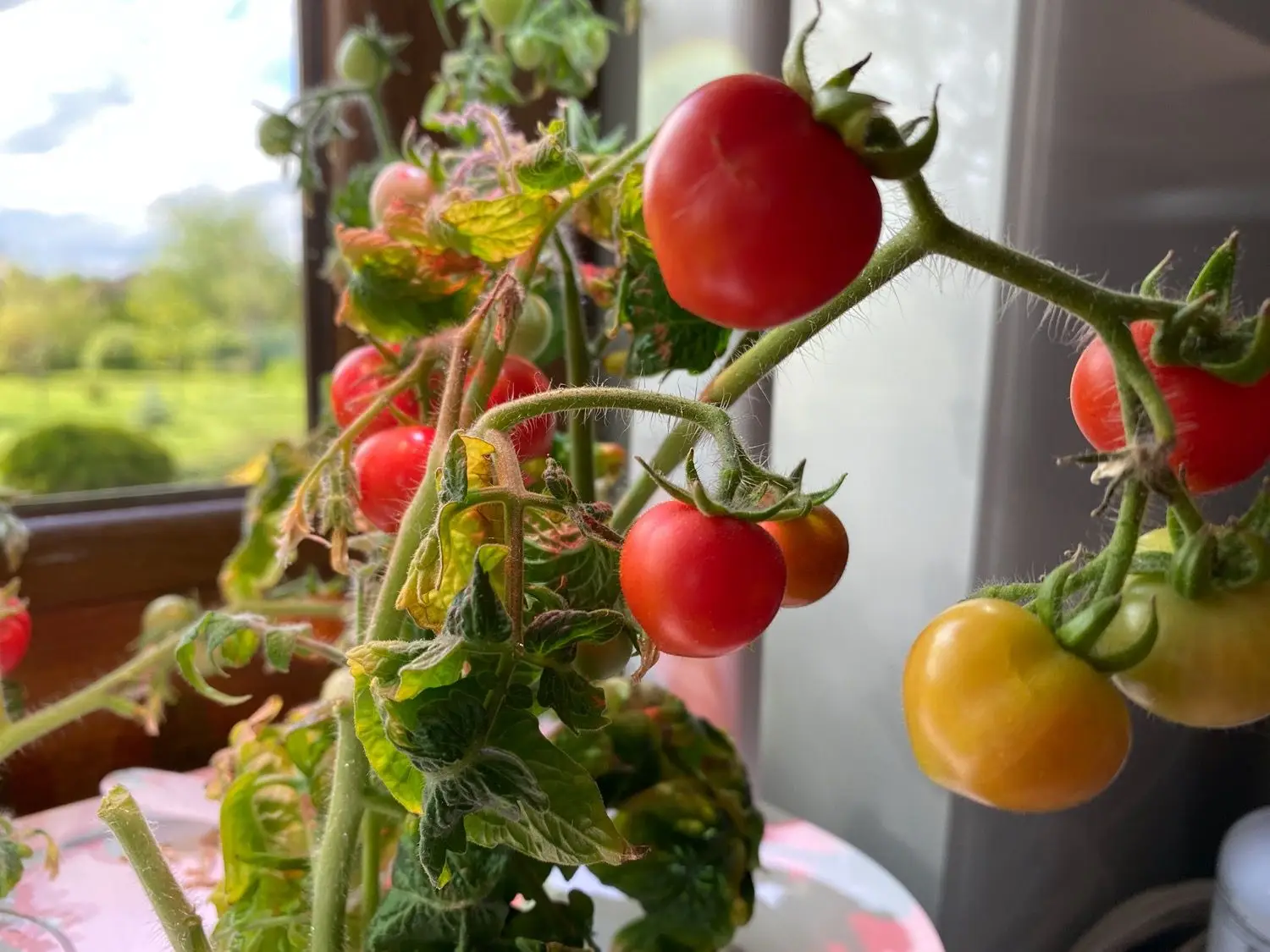 Click and Grow Smart Garden i pomidory