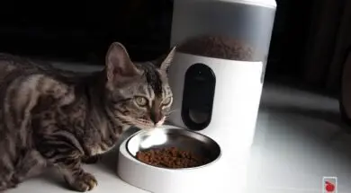 Recenzja Aqara Smart Pet Feeder C1 w APPLEMOBILE.PL 45