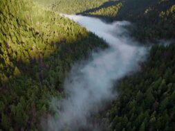 Apple rozpoczyna nowy projekt na rzecz lasów sekwojowych w Kalifornii