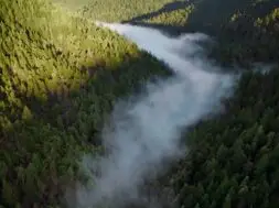 Apple rozpoczyna nowy projekt na rzecz lasów sekwojowych w Kalifornii