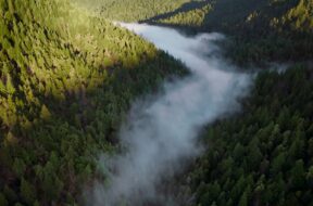 Apple rozpoczyna nowy projekt na rzecz lasów sekwojowych w Kalifornii