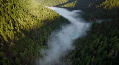 Apple rozpoczyna nowy projekt na rzecz lasów sekwojowych w Kalifornii