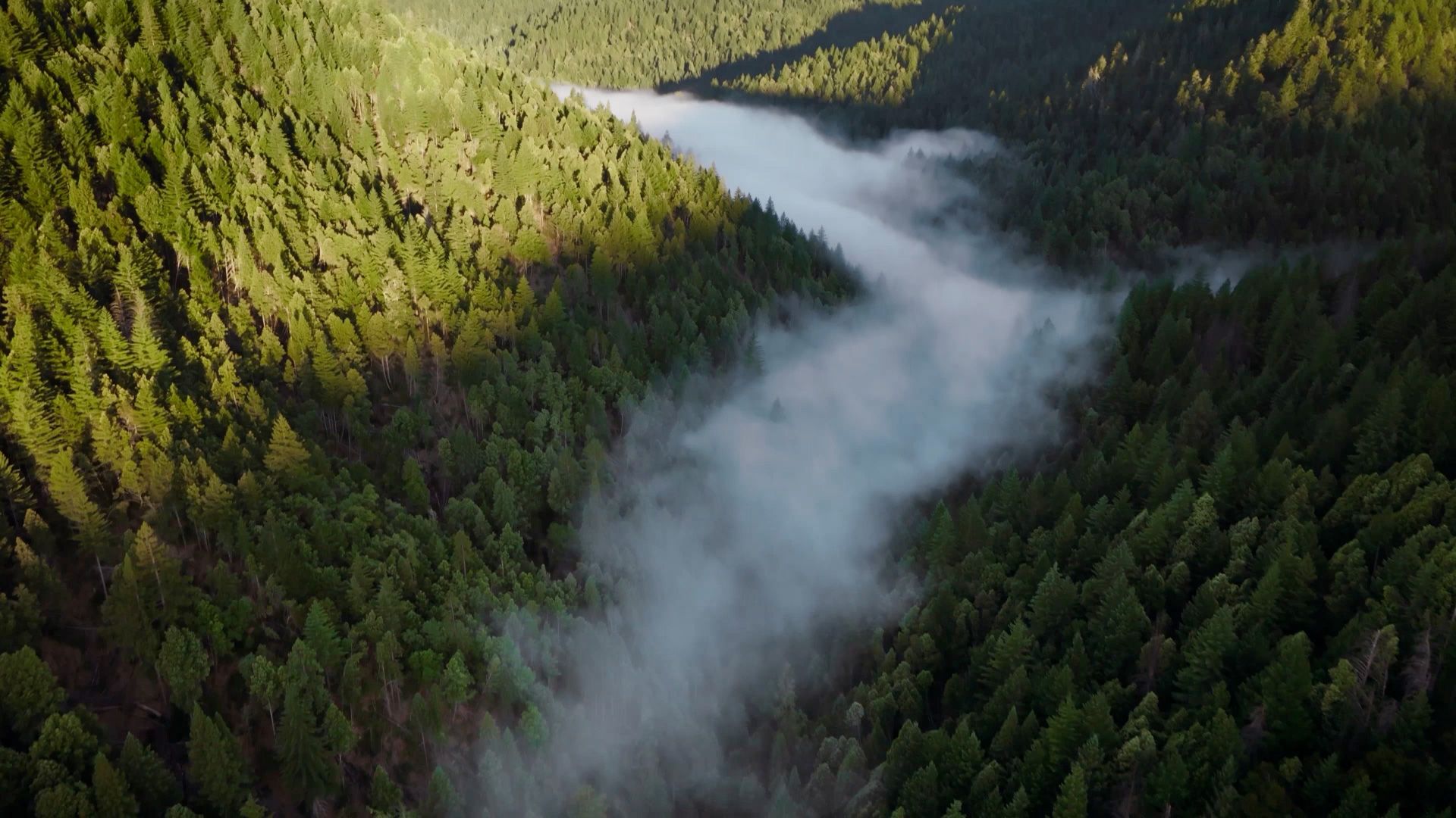Apple rozpoczyna nowy projekt na rzecz lasów sekwojowych w Kalifornii