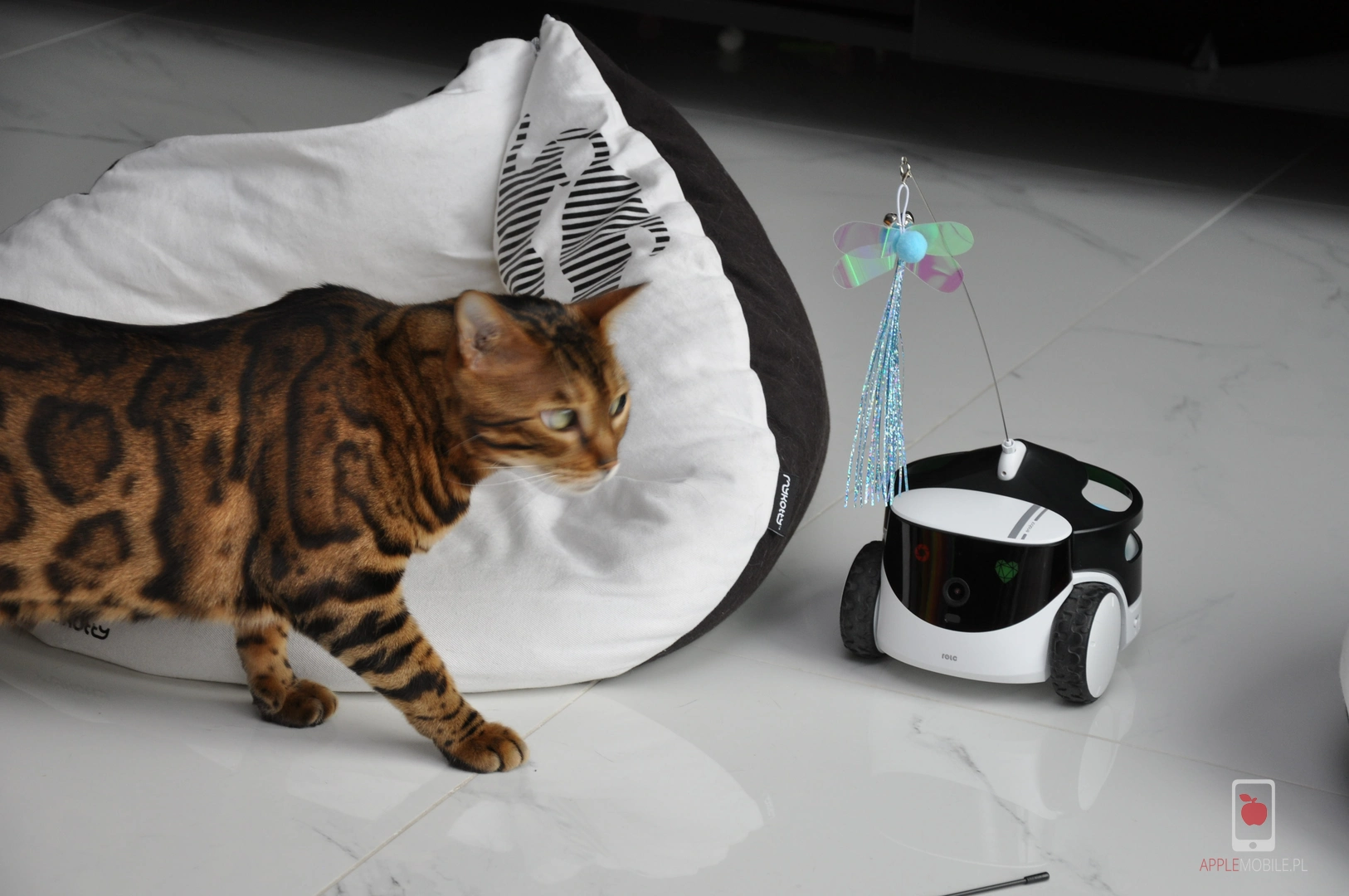 kot idący w stronę robota