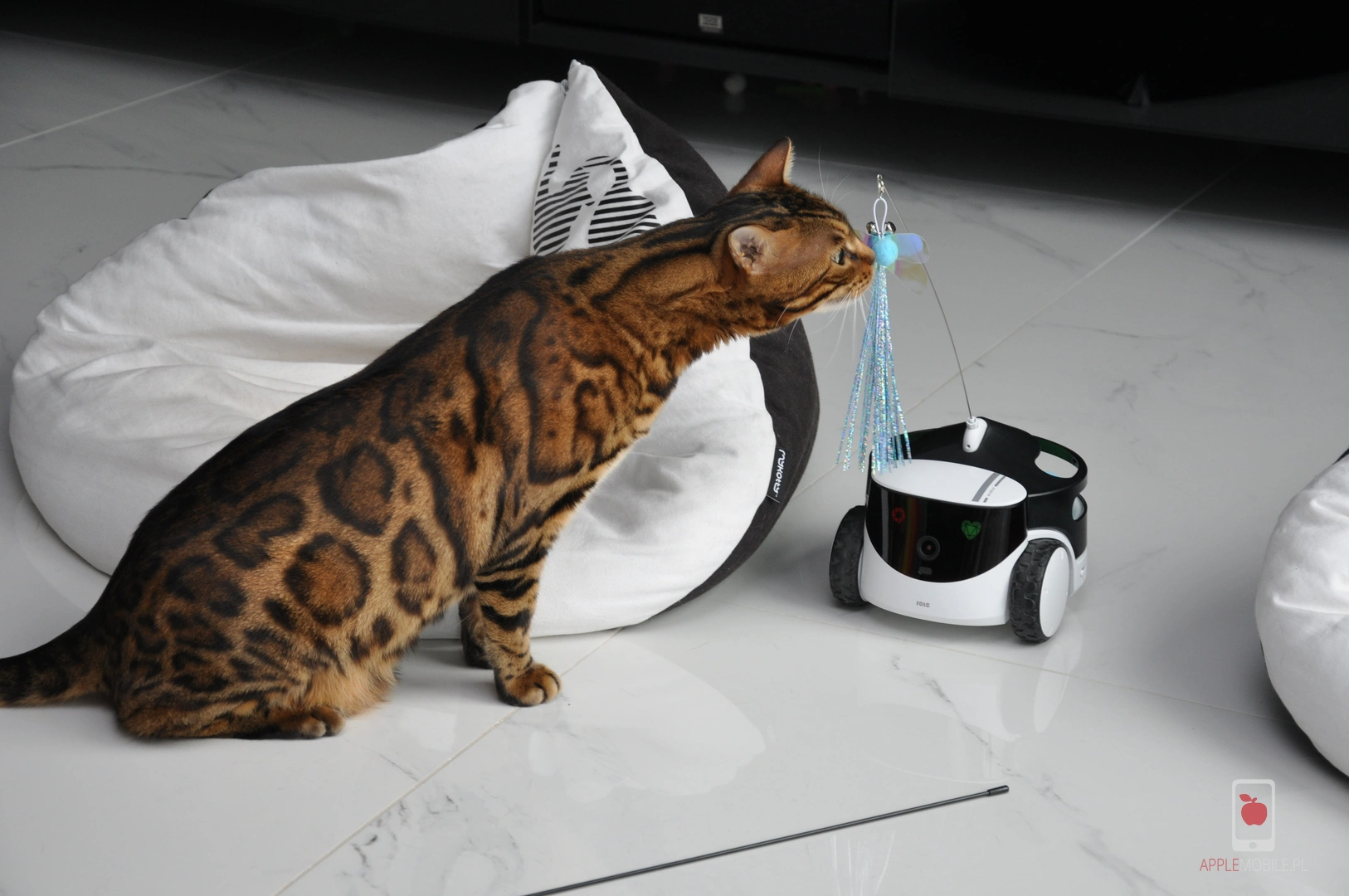 Recenzja ENABOT Rola PetPal – interaktywny robot dla kota lub psa w testach