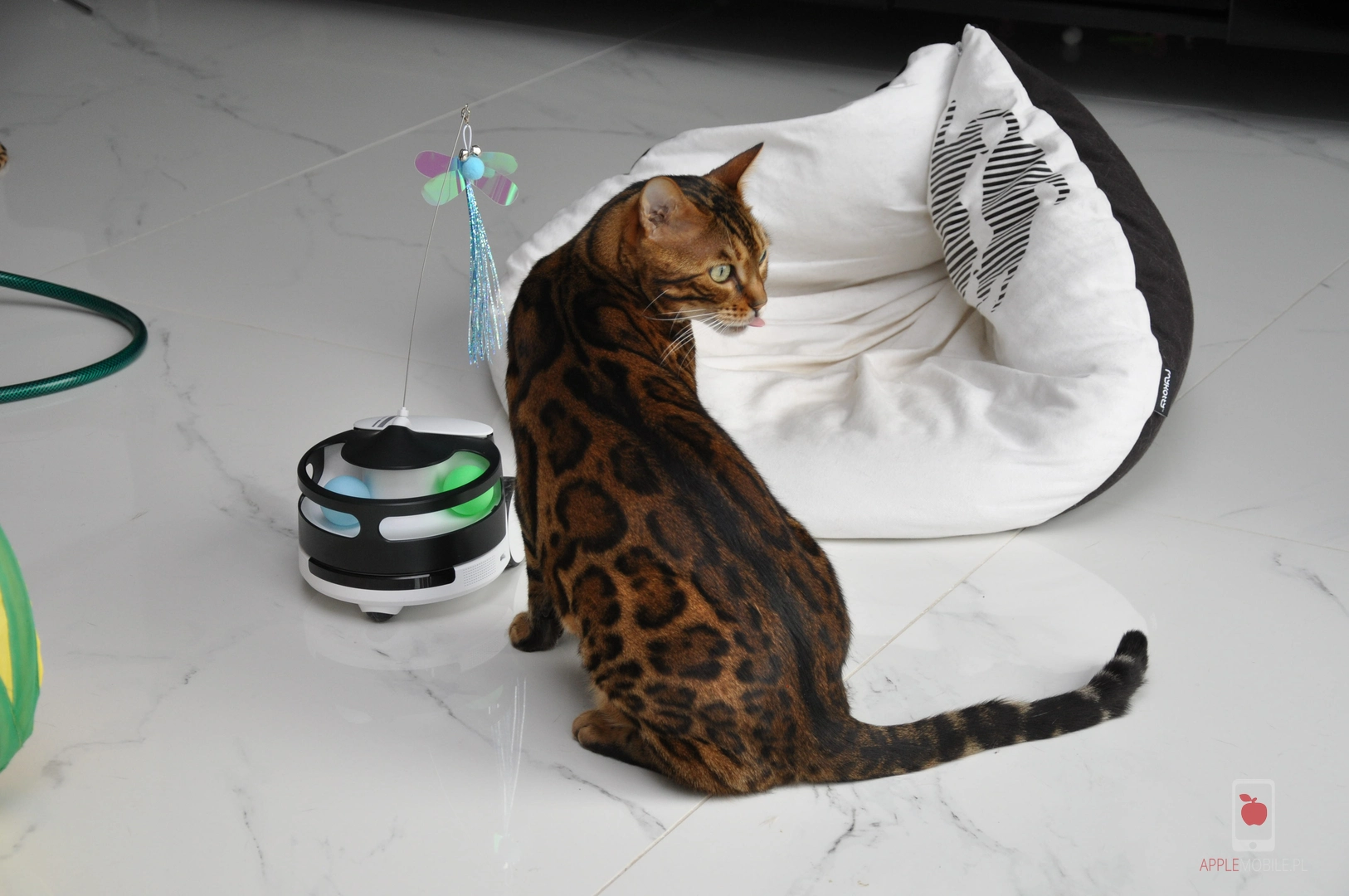 kot Diablo podczas zabawy z dornem PetPal