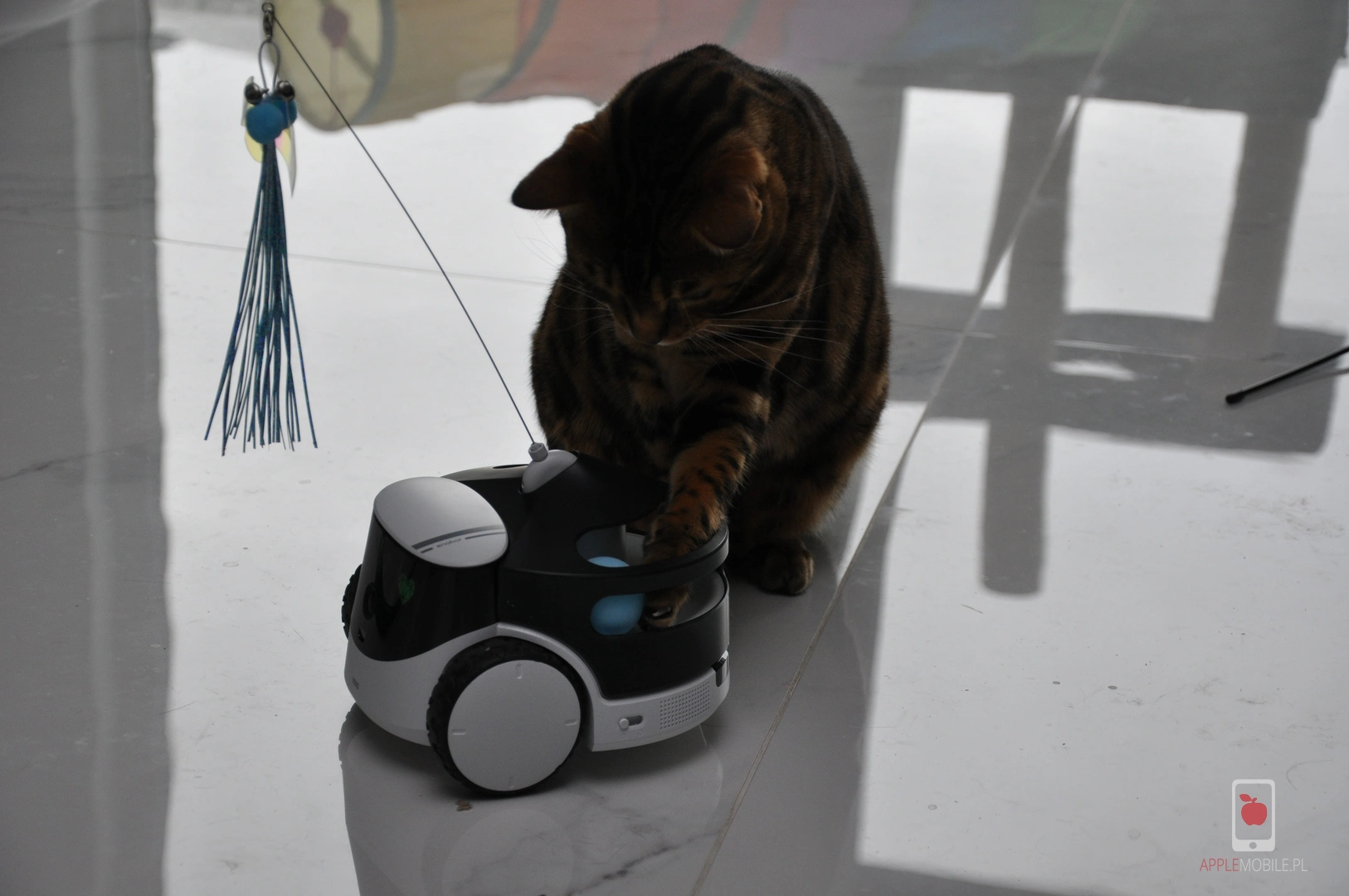 próba zabawy kota dronem