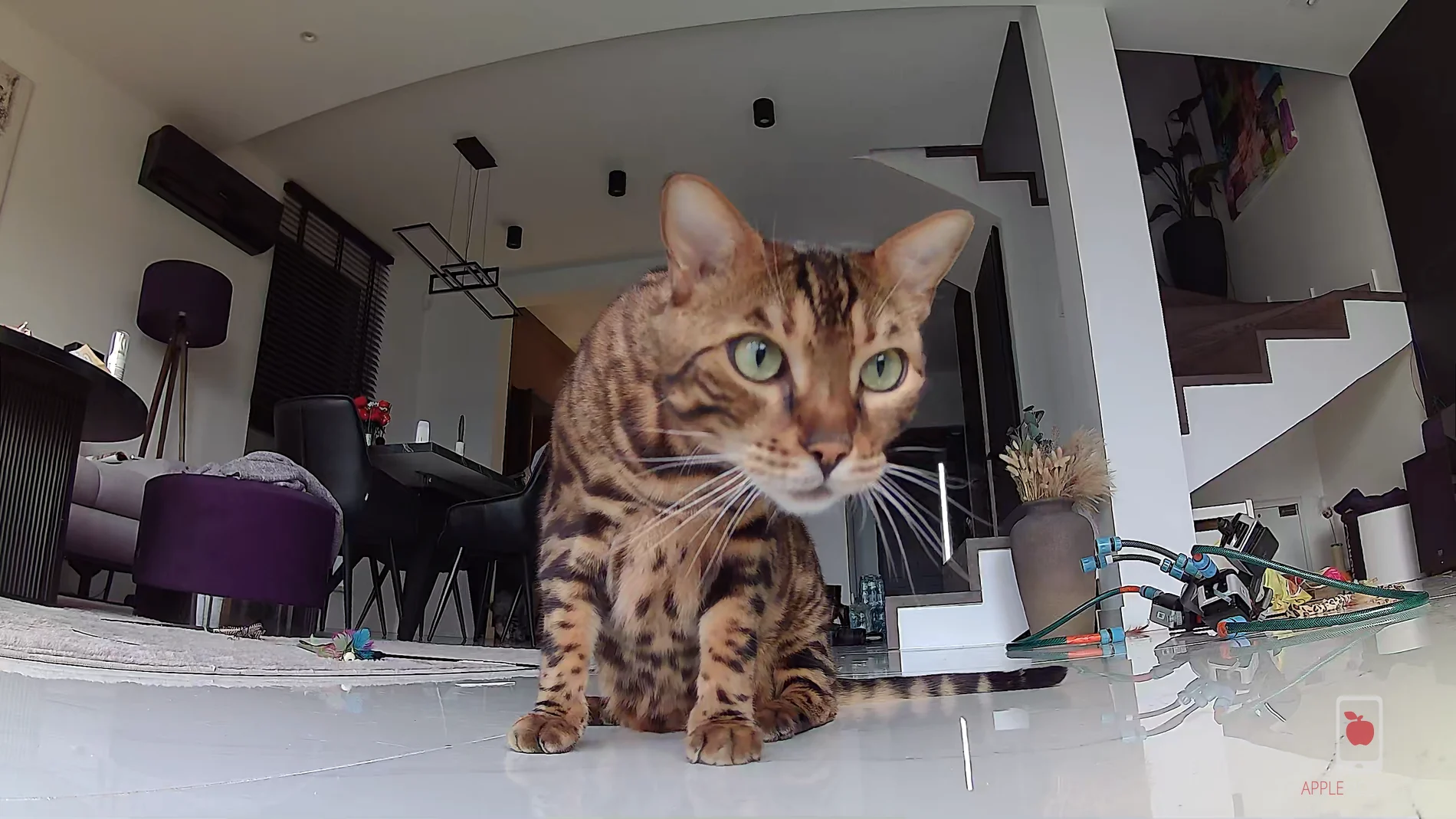 jakość obrazu widzianego przez wbudowaną kamerę w Rola PetPal